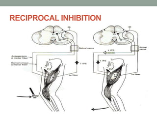 RECIPROCAL INHIBITION
 