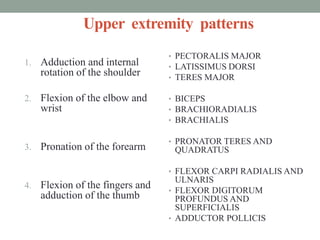 Upper extremity patterns
1. Adduction and internal
rotation of the shoulder
2. Flexion of the elbow and
wrist
3. Pronation of the forearm
4. Flexion of the fingers and
adduction of the thumb
• PECTORALIS MAJOR
• LATISSIMUS DORSI
• TERES MAJOR
• BICEPS
• BRACHIORADIALIS
• BRACHIALIS
• PRONATOR TERES AND
QUADRATUS
• FLEXOR CARPI RADIALIS AND
ULNARIS
• FLEXOR DIGITORUM
PROFUNDUS AND
SUPERFICIALIS
• ADDUCTOR POLLICIS
 