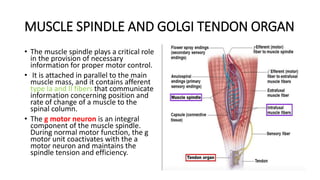 MUSCLE SPINDLE AND GOLGI TENDON ORGAN
• The muscle spindle plays a critical role
in the provision of necessary
information for proper motor control.
• It is attached in parallel to the main
muscle mass, and it contains afferent
type Ia and II fibers that communicate
information concerning position and
rate of change of a muscle to the
spinal column.
• The g motor neuron is an integral
component of the muscle spindle.
During normal motor function, the g
motor unit coactivates with the a
motor neuron and maintains the
spindle tension and efficiency.
 