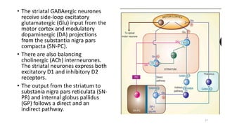 • The striatal GABAergic neurones
receive side-loop excitatory
glutamatergic (Glu) input from the
motor cortex and modulatory
dopaminergic (DA) projections
from the substantia nigra pars
compacta (SN-PC).
• There are also balancing
cholinergic (ACh) interneurones.
The striatal neurones express both
excitatory D1 and inhibitory D2
receptors.
• The output from the striatum to
substania nigra pars reticulata (SN-
PR) and internal globus pallidus
(GP) follows a direct and an
indirect pathway.
27
 