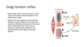 Golgi tendon reflex
• Golgi tendon reflex. Excessive tension of the
muscle stimulates sensory receptors in the
Golgi tendon organ.
• Signals from the receptors are transmitted
through a sensory afferent nerve fiber that
excites an inhibitory interneuron in the spinal
cord, inhibiting anterior motor neuron
activity, causing muscle relaxation, and
protecting the muscle against excessive
tension
8
 