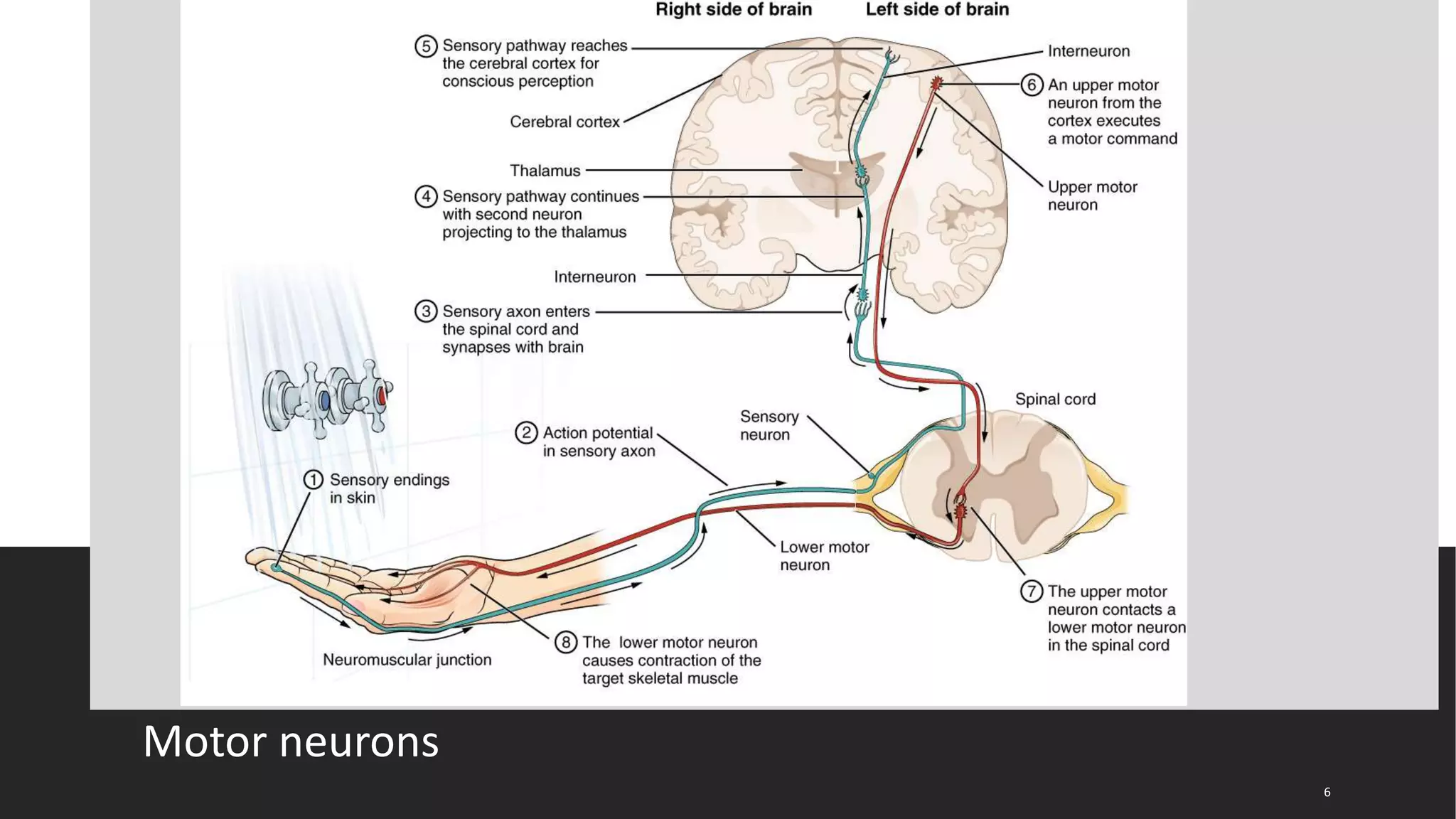 Spasticité Pathophysiology of Spasticity | PPTX