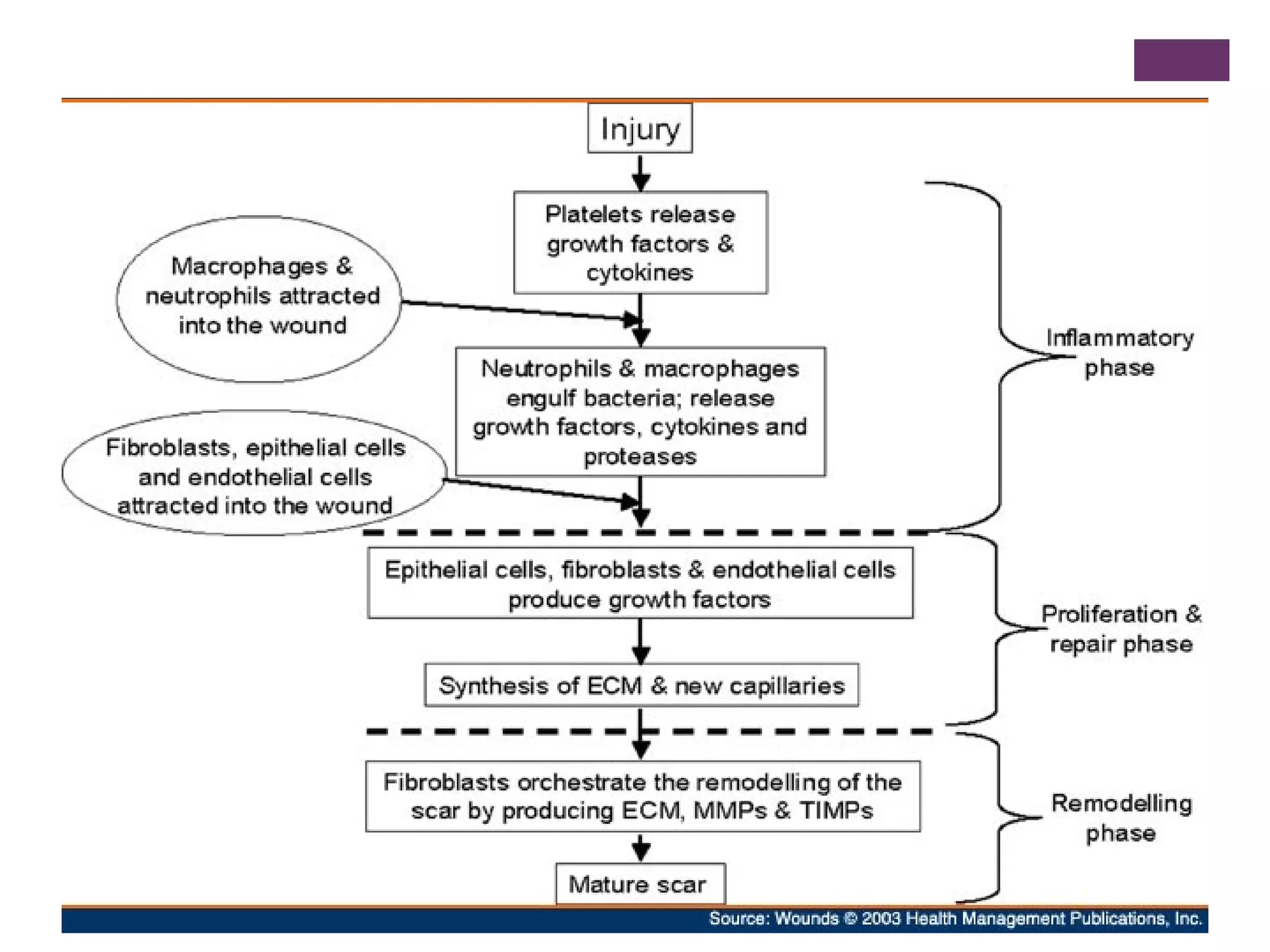 Pathophysiology of wound healing | PPT