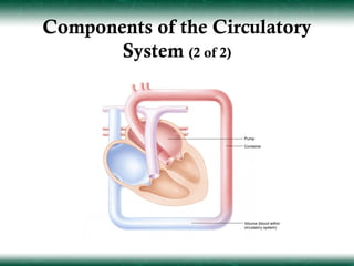 Components of the Circulatory
       System (2 of 2)
 
