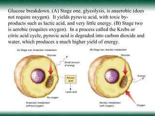 Glucose breakdown. (A) Stage one, glycolysis, is anaerobic (does
not require oxygen). It yields pyruvic acid, with toxic by-
products such as lactic acid, and very little energy. (B) Stage two
is aerobic (requires oxygen). In a process called the Krebs or
citric acid cycle, pyruvic acid is degraded into carbon dioxide and
water, which produces a much higher yield of energy.
 