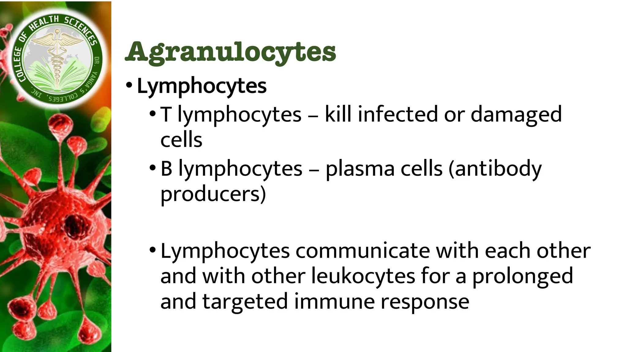 Agranulocytes
•Lymphocytes
•T lymphocytes – kill infected or damaged
cells
•B lymphocytes – plasma cells (antibody
producers)
•Lymphocytes communicate with each other
and with other leukocytes for a prolonged
and targeted immune response
 
