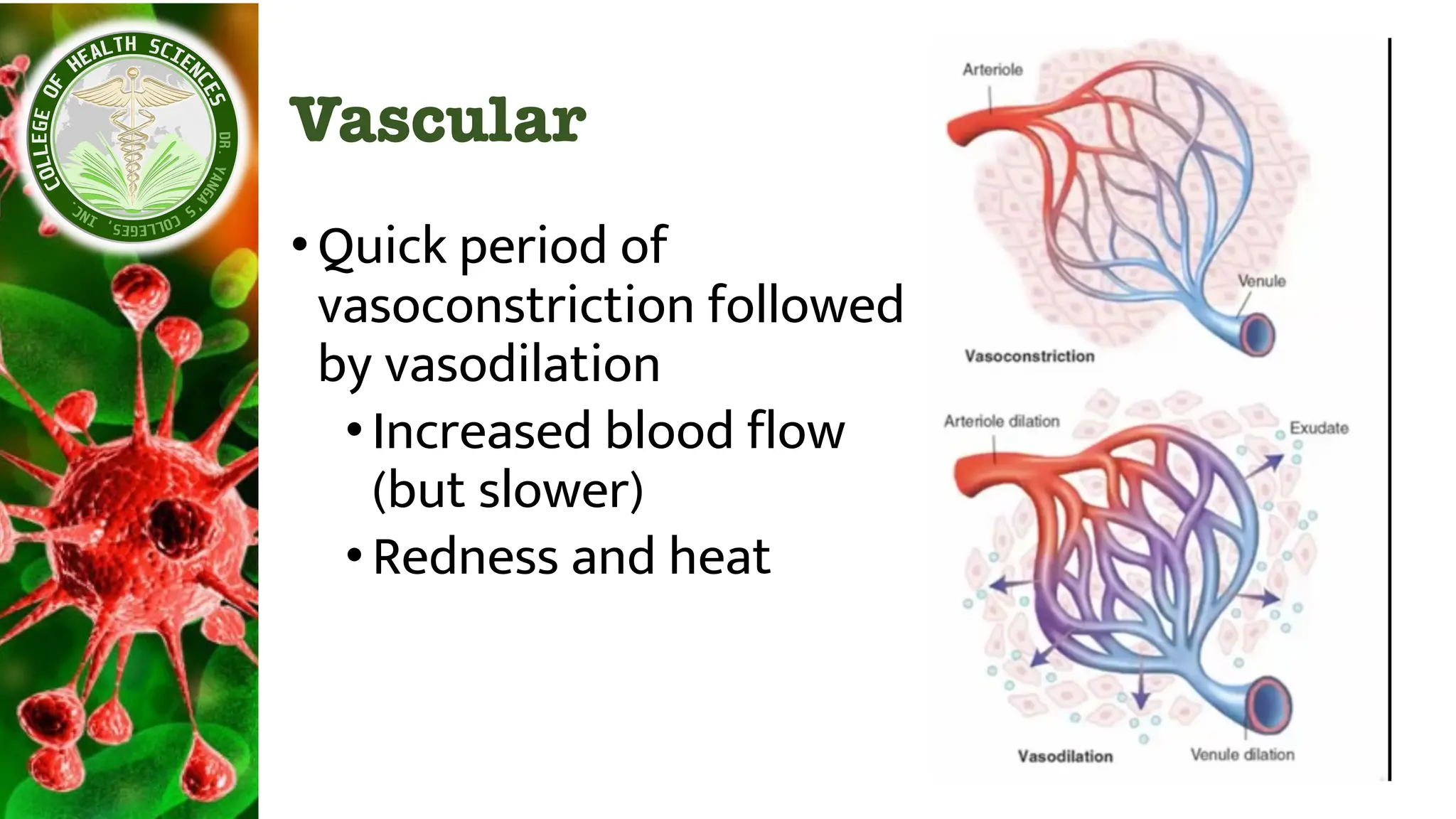 Vascular
•Quick period of
vasoconstriction followed
by vasodilation
•Increased blood flow
(but slower)
•Redness and heat
 