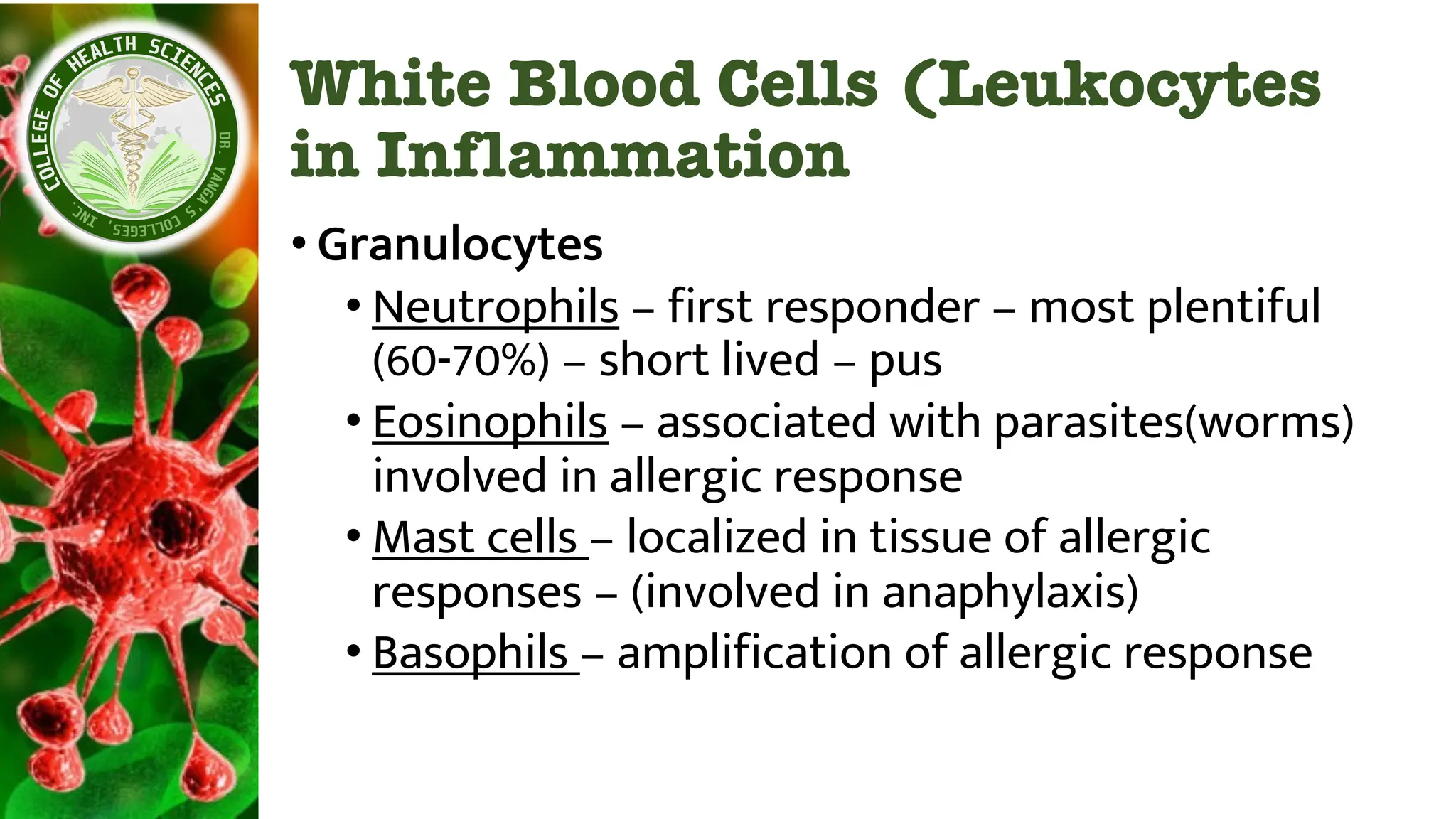 White Blood Cells (Leukocytes
in Inflammation
• Granulocytes
• Neutrophils – first responder – most plentiful
(60-70%) – short lived – pus
• Eosinophils – associated with parasites(worms)
involved in allergic response
• Mast cells – localized in tissue of allergic
responses – (involved in anaphylaxis)
• Basophils – amplification of allergic response
 