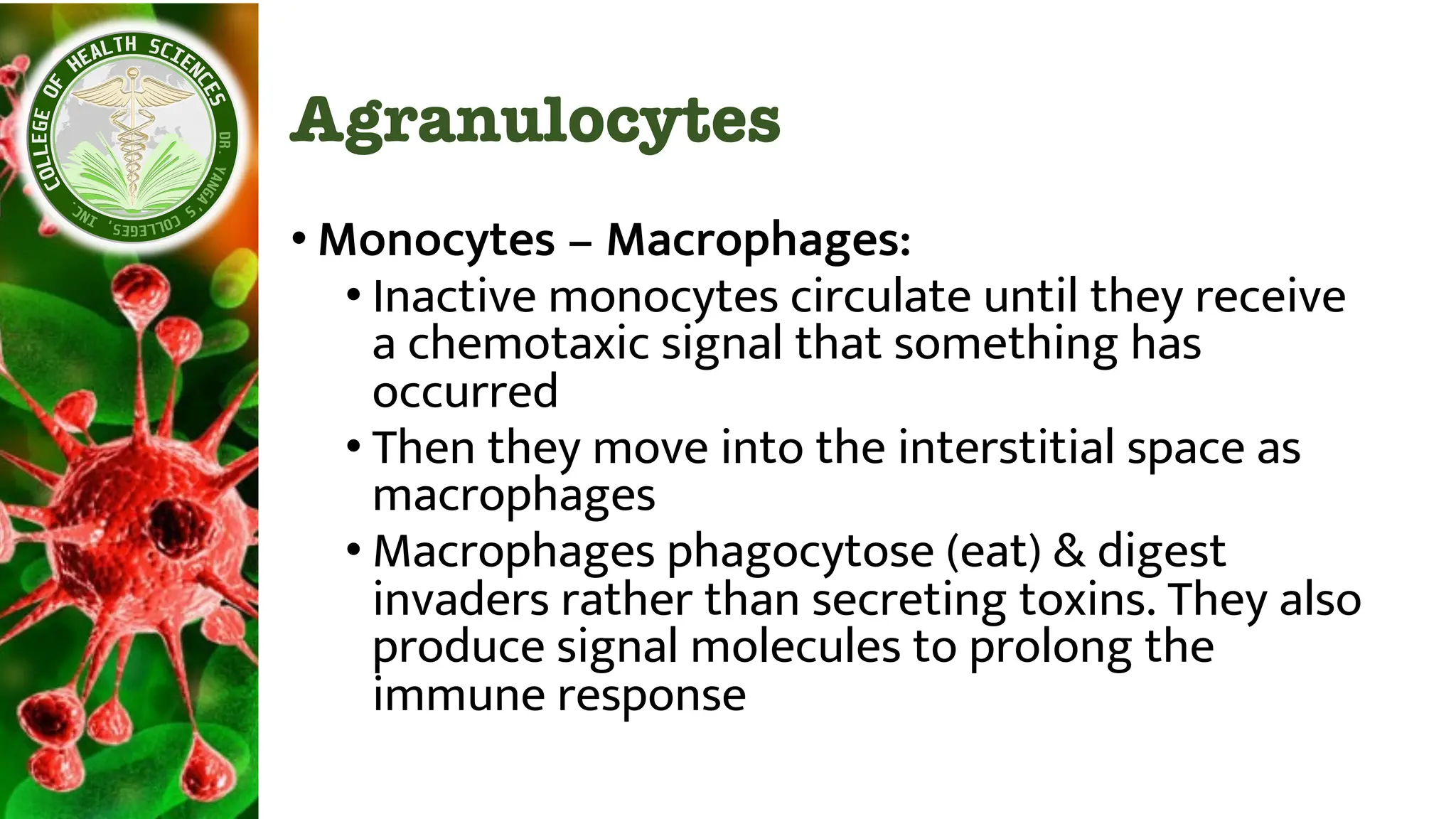 Agranulocytes
• Monocytes – Macrophages:
• Inactive monocytes circulate until they receive
a chemotaxic signal that something has
occurred
• Then they move into the interstitial space as
macrophages
• Macrophages phagocytose (eat) & digest
invaders rather than secreting toxins. They also
produce signal molecules to prolong the
immune response
 