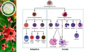 Pathophysio Sample Pathophysio_Module_2 - Inflammatory Response | PDF