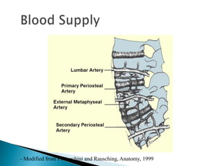 - Modified from Postacchini and Rausching, Anatomy, 1999
 