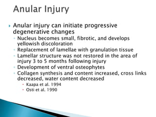  Anular injury can initiate progressive
degenerative changes
◦ Nucleus becomes small, fibrotic, and develops
yellowish discoloration
◦ Replacement of lamellae with granulation tissue
◦ Lamellar structure was not restored in the area of
injury 3 to 5 months following injury
◦ Development of ventral osteophytes
◦ Collagen synthesis and content increased, cross links
decreased, water content decreased
 Kaapa et al. 1994
 Osti et al. 1990
 