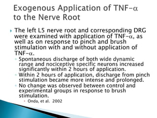  The left L5 nerve root and corresponding DRG
were examined with application of TNF- , as
well as on response to pinch and brush
stimulation with and without application of
TNF- .
◦ Spontaneous discharge of both wide dynamic
range and nociceptive specific neurons increased
significantly within 2 hours of application.
◦ Within 2 hours of application, discharge from pinch
stimulation became more intense and prolonged.
◦ No change was observed between control and
experimental groups in response to brush
stimulation.
 Onda, et al. 2002
 