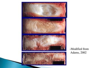 -Modified from
Adams, 2002
 