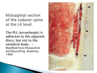 Pathophysiology  of low back pain