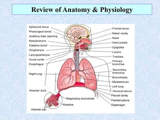 Review of Anatomy & Physiology
 