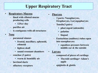Upper Respiratory Tract
• Respiratory Mucosa
– lined with ciliated mucus
producing cells
• 125cc/ day
– purifies air
– is ...