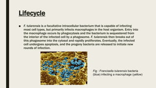 Lifecycle
■ F. tularensis is a facultative intracellular bacterium that is capable of infecting
most cell types, but primarily infects macrophages in the host organism. Entry into
the macrophage occurs by phagocytosis and the bacterium is sequestered from
the interior of the infected cell by a phagosome. F. tularensis then breaks out of
this phagosome into the cytosol and rapidly proliferates. Eventually, the infected
cell undergoes apoptosis, and the progeny bacteria are released to initiate new
rounds of infection.
Fig : Francisella tularensis bacteria
(blue) infecting a macrophage (yellow)
 