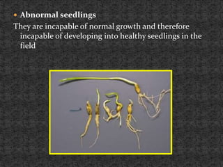 Seed certification and type of losses caused by seed borne diseases in ...