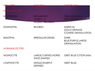 WBC TYPE NUCLEUS CYTOPLASM
GRANULOCYTES
NEUTROPHIL SEGMENTED
LOBES:2 -5
MOSTLY TRILOBED.
PINK /ORANGE,
FINE GRANULATION.
EOSINOPHIL BILOBED. SHERICAL
GOLD,ORANGE
COARSE GRANULATION.
BASOPHIL IRREGULAR,DENSE. DARK
BLUE,PURPLE,LARGE
GRANULATION.
AGRANULOCYTES
MONOCYTE LARGE,CURVED,HORSE
SHOE SHAPED.
GREY BLUE CYTOPLASM.
LYMPHOCYTE SINGLE,SHARPLY
DEFINED
GREY BLUE.
 
