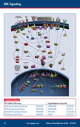 Pathway map-reference-guide | PDF