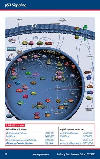 Pathway map-reference-guide | PDF