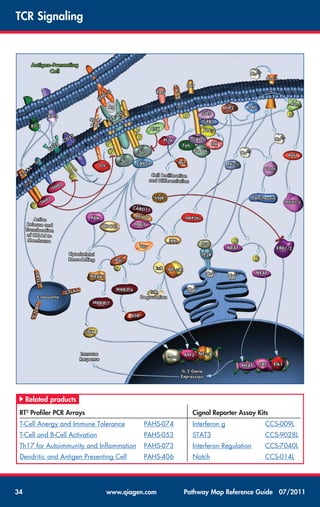 Pathway map-reference-guide | PDF