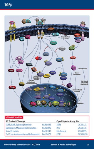Pathway map-reference-guide | PDF