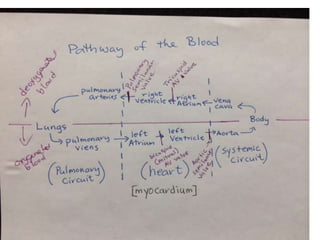 Pathway of the blood