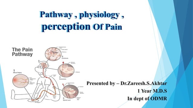 Pathway , physiology , perception of pain | PPTX