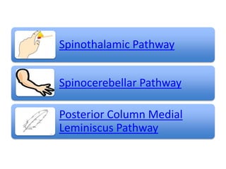 Spinothalamic Pathway
Spinocerebellar Pathway
Posterior Column Medial
Leminiscus Pathway
 