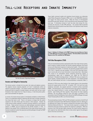 Toll-like Receptors and Innate Immunity
LAM

IA

ER

CT
BA

LPS

BA
CT

These highly conserved soluble and membrane bound proteins are collectively
called Pattern-Recognition Receptors (PRRs), and it is the PAMP/PRR interaction
that triggers the innate immune system. While the history of TLR-dependent
observations goes back 100 years, most of the definitive work started about fifteen
years ago. A tremendous amount of work has been done during this time,
including the discovery of other PRR pathways. The cytosolic NOD (nucleotide
oligomerization domain) proteins have been shown to be important innate immune
response components.

ER

PGN
BLP

IA

Zymosan

LTA
Flagellin

MD2

RIP2

P13K
RIP2

MyD88

TLR13

TLR1
0
TLR1
1

TLR5

TLR2

TIRAP MyD88
Rac

MyD88
Rac

TLR12

TIRAP

TLR2

TLR1

TLR4
TLR4
TIRAP
MyD88
TRAM
BTK
TRIF

TLR6

CD14
CD14

P13K

TLR
MyD88

TRAF6

R

PR

MyD88

DNA CpG

IRAK4

9

TLR

Cytoplasmic Tail

ENDOSOME
Kinase
Cascades

Viral
dsRNA

TLR7
TLR8

TRIF

IRF7

BTK

MyD88

TBK1

Figure 1: Binding of a Pathogen via Its PAMP (Pathogen Associated Molecular Pattern)
to a TLR’s PRR (Pattern Recognition Receptor) Domain. The Extracellular Leucine-Rich
Repeats of the TLR, constitute the PRR Region.

MyD88

TL

R3

IKKs

IκB

TRAF6

NFκB

Toll-like Receptors (TLR)

p38

IκB
NFκB

IRF3

CYTOPLASM

RIP3

NUCLEUS
IRF7
IFN-α

NFκB

IRF3
TNF, COX2, IL-18

CREB
SLAM, CD80, CD83

Toll-like Receptor Signaling Pathway

Innate and Adaptive Immunity
The immune system is divided into two parts, the innate and adaptive systems.
The adaptive immune response depends on B and T lymphocytes which are
specific for particular antigens. This system involves clonal selection of antibody
producing B cells to respond to foreign antigens, and works well, but has a major
limitation in that it takes from 4 to 7 days to ramp up. In that time period, pathogens could overwhelm the organism.
In contrast, the innate immune system is immediately available to combat threats.
There is no complicated method of selecting cells that react to foreign substances
from those that react to self. There is no memory to change how the system
responds to the same threat upon the second or third exposure. Instead, the
innate immune system responds to common structures shared by a vast majority
of threats. These common structures are called pathogen associated molecular
patterns, or PAMPs, and are recognized by the toll-like receptors, or TLRs. In
addition to the cellular TLRs, an important part of the innate immune system is the
humoral complement system that opsonizes and kills pathogens through the PAMP
recognition mechanism.

2

P

M
PA

Pathogen

Pathways Summer 2008

TLRs are transmembrane proteins expressed by cells of the innate immune system,
which recognize invading microbes and activate signaling pathways that launch
immune and inflammatory responses to destroy the invaders. Toll receptors were
first identified in Drosophila. In mammals, the TLR family includes eleven proteins
(TLR1−TLR11). Recently, two new members, TLR12 and TLR13 have been discovered in murine cells, but not much information is known about them. Mammalian
TLRs consist of an extracellular portion containing leucine-rich repeats, a
transmembrane region and a cytoplasmic tail, called the TIR (Toll-IL-1R
(Interleukin-1-Receptor)) homology domain. Different TLRs serve as receptors for
diverse ligands, including bacterial cell wall components, viral double-stranded
RNA and small-molecule anti-viral or immunomodulatory compounds (Table 1).
Activation of TLRs occurs after binding of the cognate ligand to the extracellular
leucine-rich repeats portion of the TLR. In humans, TLR1, 2,4,5 and 6 are outer
membrane associated, and respond primarily to bacterial surface associated
PAMPs. The second group, TLR3,7,8 and 9 are found on the surface of endosomes,
where they respond primarily to nucleic acid based PAMPs from viruses and
bacteria. Upon binding with their cognates, TLRs activate two major signaling
pathways. The core pathway utilized by most TLRs leads to activation of the
transcription factor NF-κB (Nuclear Factor-κB) and the MAPKs (Mitogen-Activated
Protein Kinases) p38 and JNK (c-Jun N-termal Kinase).
The second pathway involves TLR3 and TLR4 and leads to activation of both NF-κB
and another transcription factor IRF3 (Interferon Regulatory Factor-3), allowing for
an additional set of genes to be induced, including anti-viral genes such as IFN-β
(Interferon-Beta) and others (1). The innate immune response is a complex set of
interactions that have evolved to optimize the response to pathogens. While the
structure of the TLRs has been highly conserved, the innate immune response for
each organism has selectively been driven to best protect against the pathogens
found in the host’s environment.

www.SABiosciences.com

©2008

SABiosciences

TM

 
