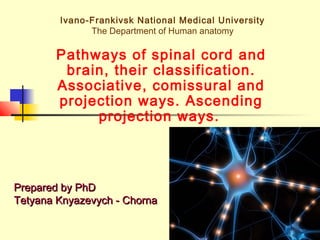 1
Ivano-Frankivsk National Medical University
The Department of Human anatomy
Pathways of spinal cord and
brain, their classification.
Associative, comissural and
projection ways. Ascending
projection ways.
Prepared by PhDPrepared by PhD
Tetyana Knyazevych - ChornaTetyana Knyazevych - Chorna
 