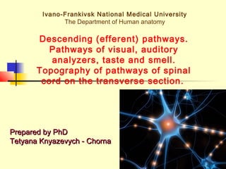 1
Ivano-Frankivsk National Medical University
The Department of Human anatomy
Descending (efferent) pathways.
Pathways of visual, auditory
analyzers, taste and smell.
Topography of pathways of spinal
cord on the transverse section.
Prepared by PhDPrepared by PhD
Tetyana Knyazevych - ChornaTetyana Knyazevych - Chorna
 