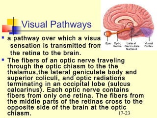 17-23
Visual Pathways
 a pathway over which a visual
sensation is transmitted from
the retina to the brain.
 The fibers of an optic nerve traveling
through the optic chiasm to the the
thalamus,the lateral geniculate body and
superior coliculi, and optic radiations
terminating in an occipital lobe (sulcus
calcarinus). Each optic nerve contains
fibers from only one retina. The fibers from
the middle parts of the retinas cross to the
opposite side of the brain at the optic
chiasm.
 