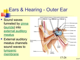 17-26
 Sound waves
funneled by pinna
(auricle) into
external auditory
meatus
 External auditory
meatus channels
sound waves to
tympanic
membrane
Ears & Hearing - Outer Ear
10-47
 