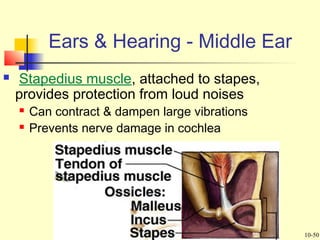 17-28
 Stapedius muscle, attached to stapes,
provides protection from loud noises
 Can contract & dampen large vibrations
 Prevents nerve damage in cochlea
Ears & Hearing - Middle Ear
10-50
 