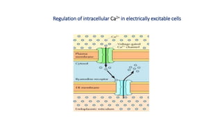 Pathways of intracellular signal transduction | PPTX