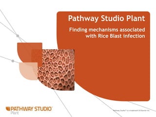 Pathway Studio™ is a trademark of Elsevier Inc.
Pathway Studio Plant
Finding mechanisms associated
with Rice Blast infection
 