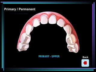 Promient Back Tooth Dental Patient education Animations | PPSX