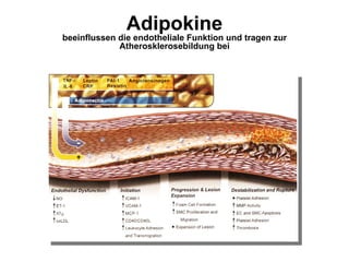 Adipokine beeinflussen die endotheliale Funktion und tragen zur Atherosklerosebildung bei 