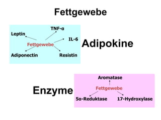   TNF- α Leptin   IL-6 Fettgewebe Adiponectin Resistin   Aromatase     Fettgewebe 5 α -Reduktase   17-Hydroxylase Adipokine Enzyme Fettgewebe 