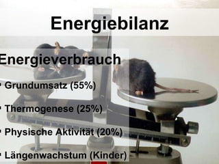 Energiebilanz Energieverbrauch Grundumsatz (55%) Thermogenese (25%) Physische Aktivität (20%) Längenwachstum (Kinder) 