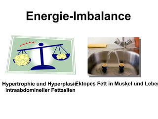 Hypertrophie und Hyperplasie  intraabdomineller Fettzellen Energie-Imbalance Ektopes Fett in Muskel und Leber 