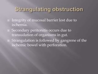  Integrity of mucosal barrier lost due to
ischemia.
 Secondary peritonitis occurs due to
transudation of organisms in gut.
 Strangulation is followed by gangrene of the
ischemic bowel with perforation.
 