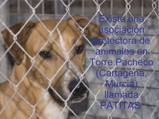 Existe una asociación protectora de animales en Torre Pacheco (Cartagena, Murcia) llamada PATITAS   