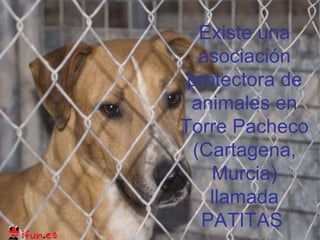 Existe una
   asociación
 protectora de
 animales en
Torre Pacheco
  (Cartagena,
    Murcia)
    llamada
   PATITAS
 