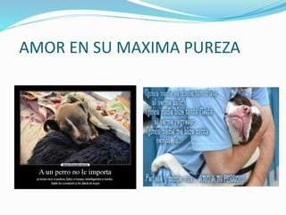 AMOR EN SU MAXIMA PUREZA