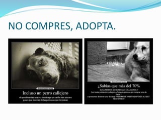 NO COMPRES, ADOPTA.