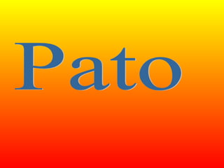 Pato 